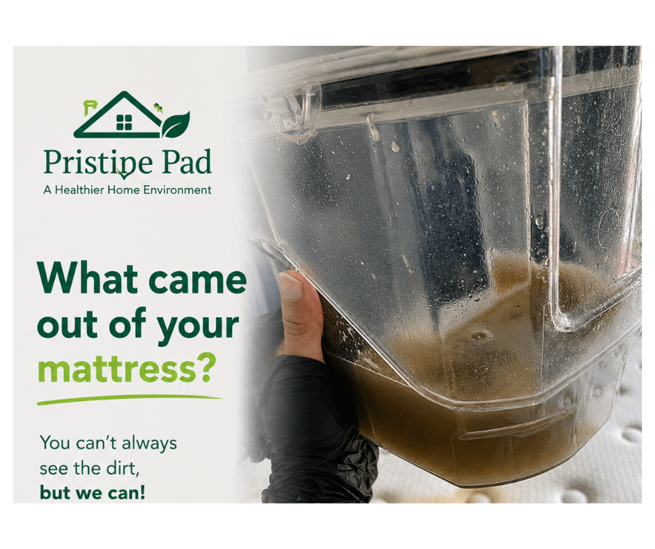 See what came out of your mattress Professional lounge cleaning promotional flyer by Pristine Pad showing a recovery tank filled with dirty brown water extracted from a lounge or mattress during deep cleaning.
